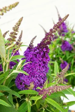 Buddleja Butterfly Candy 'Little Purple' - Vlinderstruik