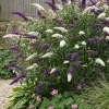 Buddleja davidii 'DUO purple/white' - Vlinderstruik
