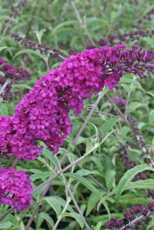 Buddleja davidii 'Royal Red' - Vlinderstruik