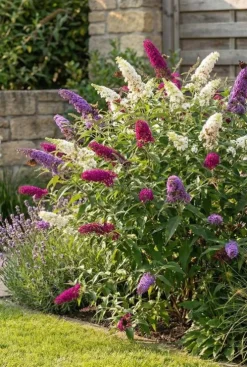 Buddleja davidii 'Tricolor' - Vlinderstruik