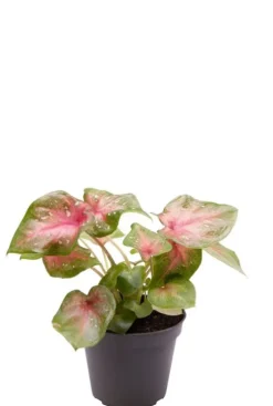 Caladium Casey - Stekje