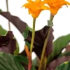 Calathea Crocata - Pauwenplant