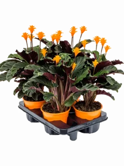 Calathea Crocata - Pauwenplant