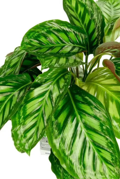Calathea Flamestar - Pauwenplant