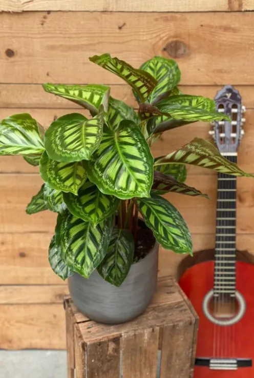 Calathea Flamestar - Pauwenplant