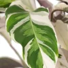 Calathea Fusion White - Pauwenplant