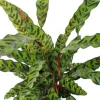 Calathea insignis - Pauwenplant