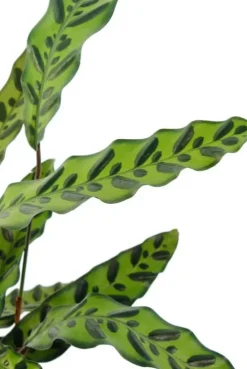 Calathea insignis - Pauwenplant
