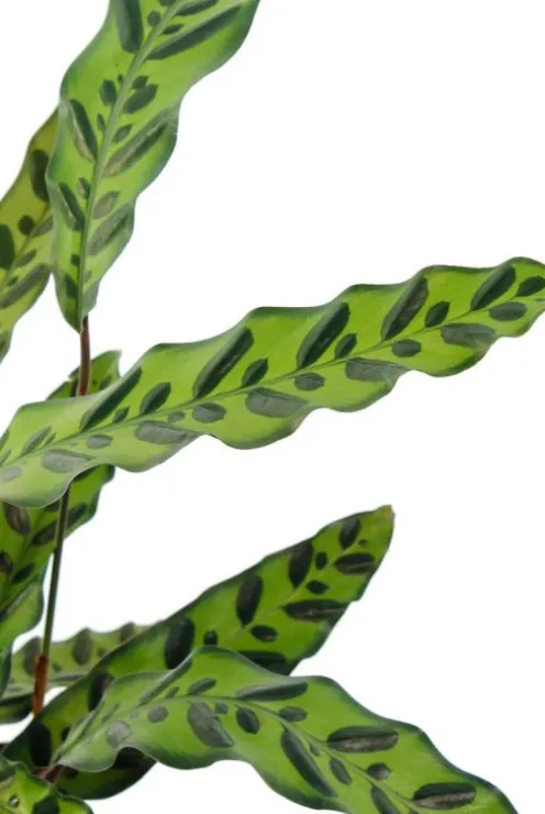 Calathea insignis - Pauwenplant