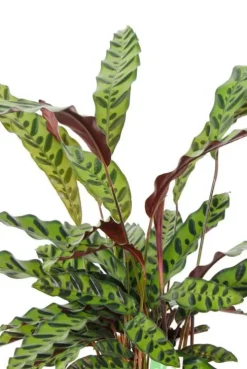 Calathea insignis - Pauwenplant