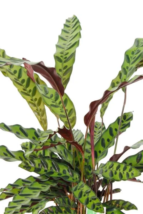 Calathea insignis - Pauwenplant