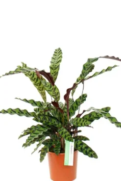 Calathea insignis - Pauwenplant