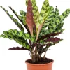 Calathea insignis - Pauwenplant