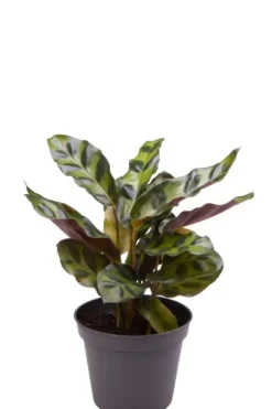 Calathea Lancifolia - Stekje