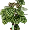 Calathea Makoyana - Pauwenplant