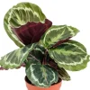Calathea Medallion - Pauwenplant