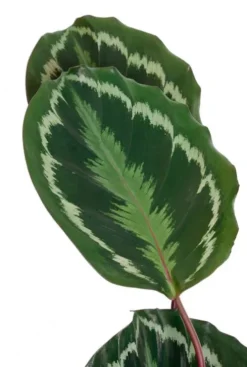 Calathea Medallion - Pauwenplant