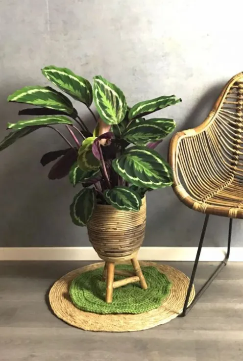 Calathea Medallion - Pauwenplant
