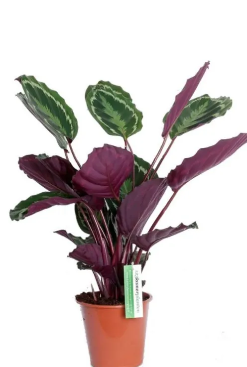 Calathea Medallion - Pauwenplant