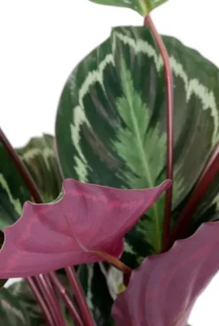 Calathea Medallion - Pauwenplant
