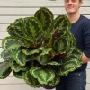 Calathea Medallion - Pauwenplant