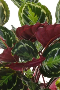 Calathea Medallion - Pauwenplant