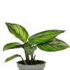 Calathea Mieli (Beauty Star) - Stekje