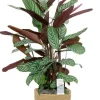 Calathea oppenheimiana in mand - Pauwenplant