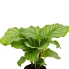 Calathea orbifolia - Pauwenplant