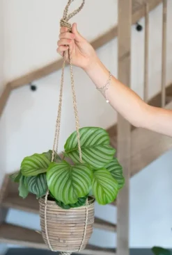 Calathea orbifolia - Pauwenplant