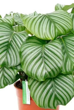 Calathea orbifolia - Pauwenplant