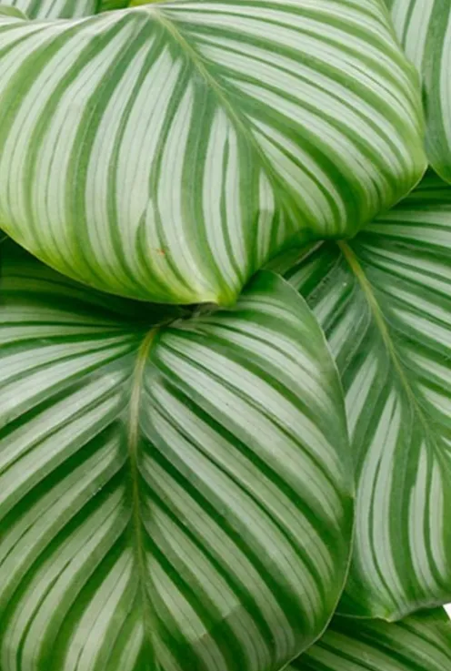Calathea orbifolia - Pauwenplant