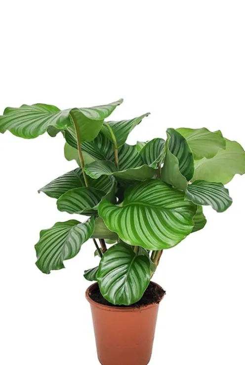 Calathea Orbifolia Rhythm of Nature - Pauwenplant