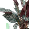 Calathea Ornata - Pauwenplant