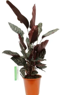 Calathea Ornata - Pauwenplant
