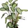 Calathea Picturata - Pauwenplant