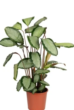 Calathea Picturata - Pauwenplant