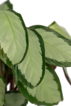 Calathea Picturata - Pauwenplant