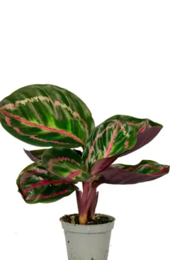 Calathea Roseopicta Illustrious - Stekje