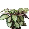 Calathea Roseopicta Silvia - Pauwenplant