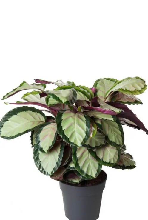 Calathea Roseopicta Silvia - Pauwenplant