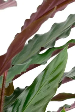 Calathea rufibarba wavestar - Pauwenplant
