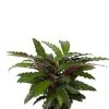 Calathea rufibarba Wavestar - Pauwenplant
