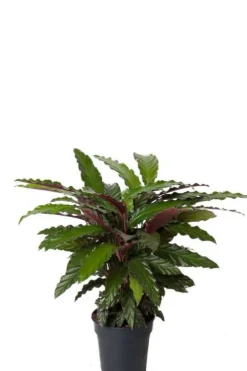 Calathea rufibarba Wavestar - Pauwenplant
