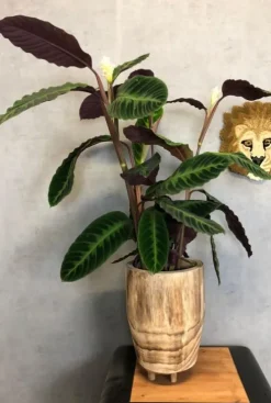 Calathea Warscewiczii - Pauwenplant