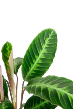 Calathea Warscewiczii - Pauwenplant