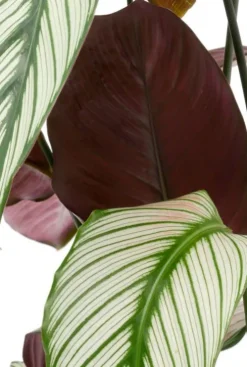 Calathea Whitestar - Pauwenplant
