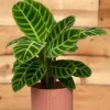 Calathea zebrina - Pauwenplant