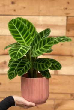 Calathea zebrina - Pauwenplant