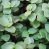 Callisia Repens - Stekje